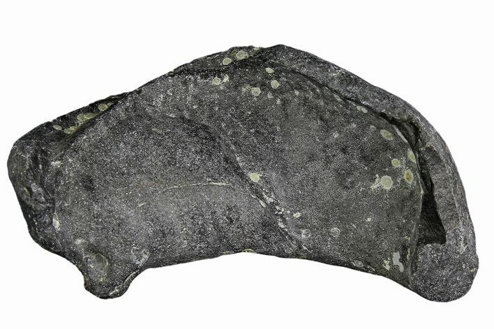 Fossil Whale Ear Bone - Miocene #177767